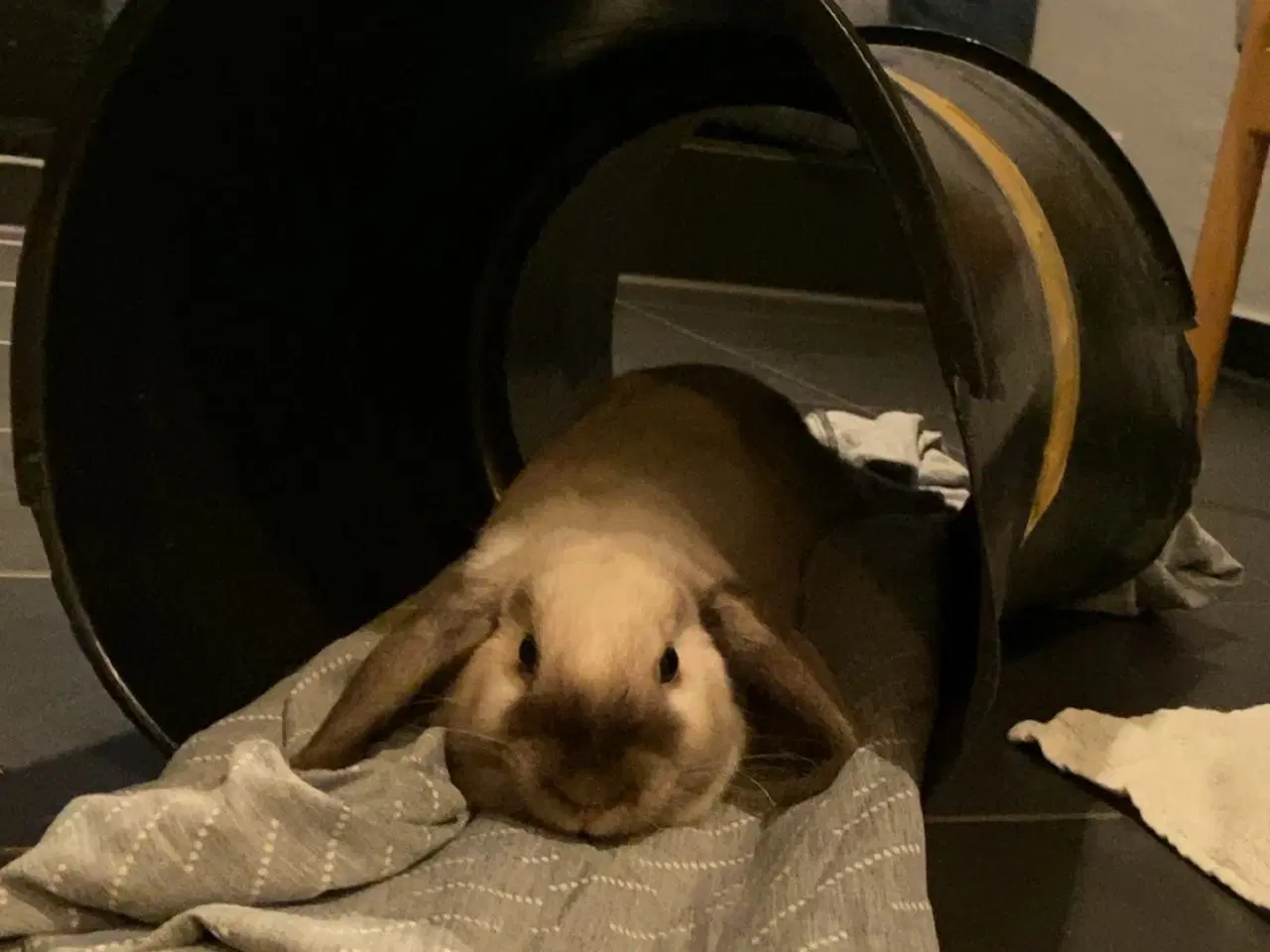 Billede 7 - Sødeste kaniner 