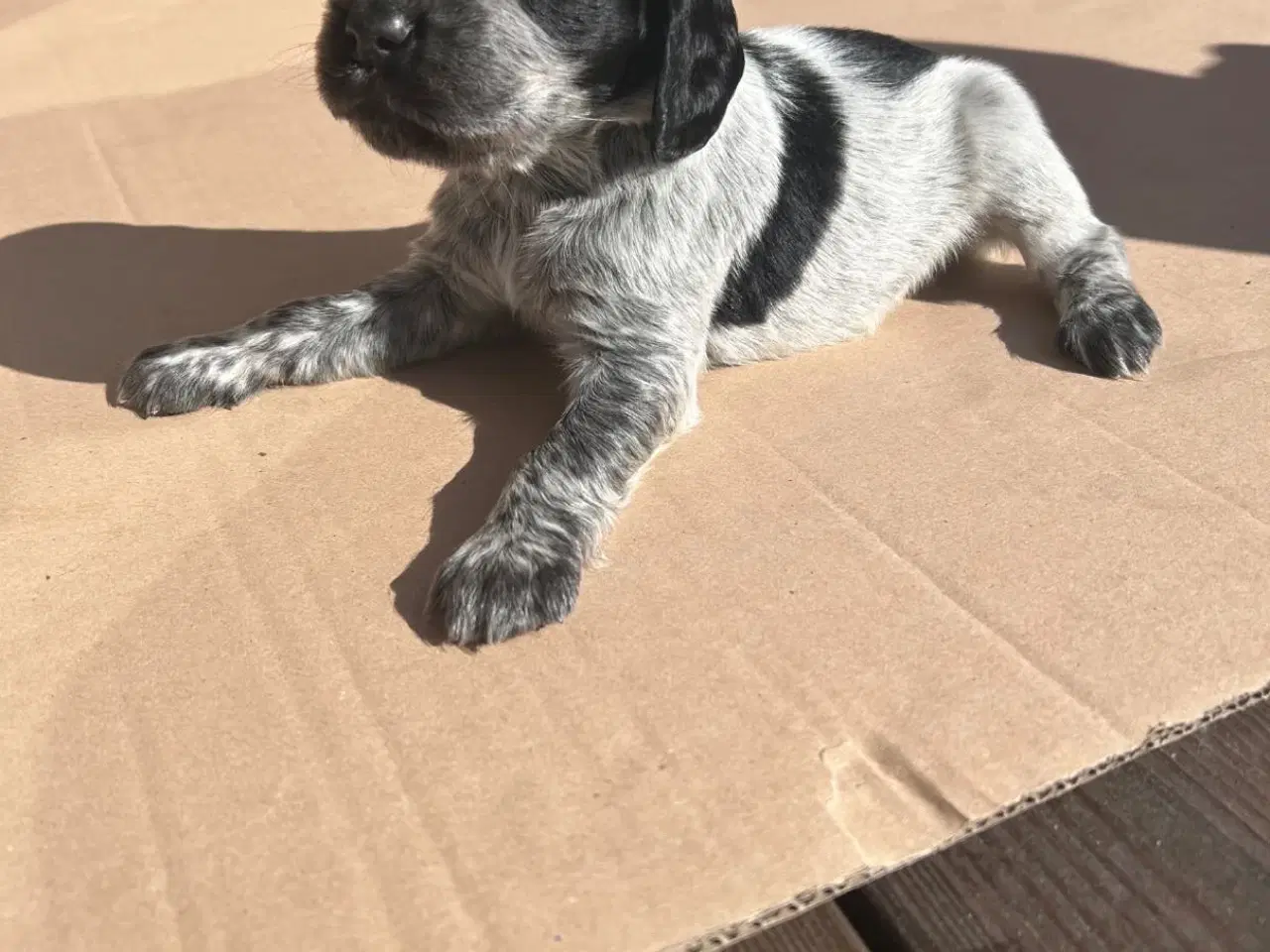 Billede 1 - Cockerspaniel hvalp til salg