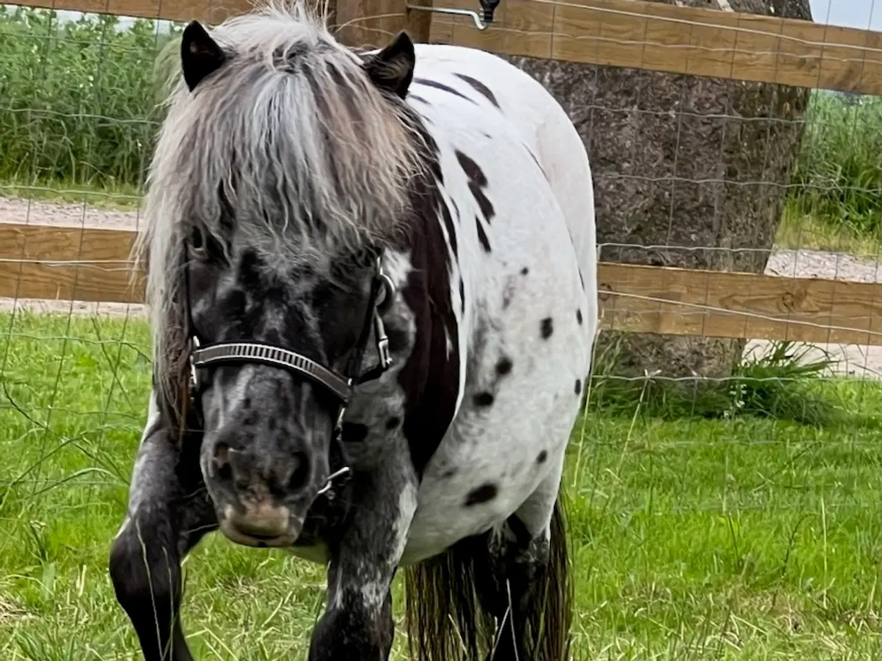 Billede 3 - Miniature Knabstrupper hoppe