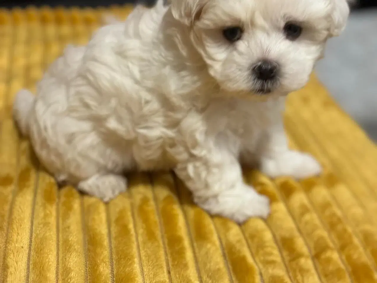 Billede 1 - Bichon Malteze 3 måneder