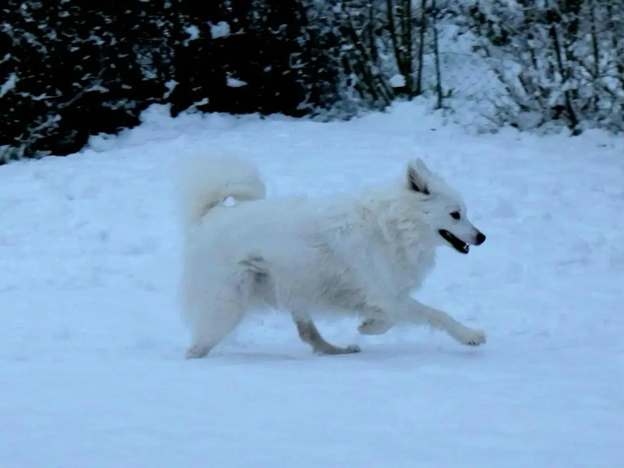 Billede 4 - Dansk spids tæve 2 år