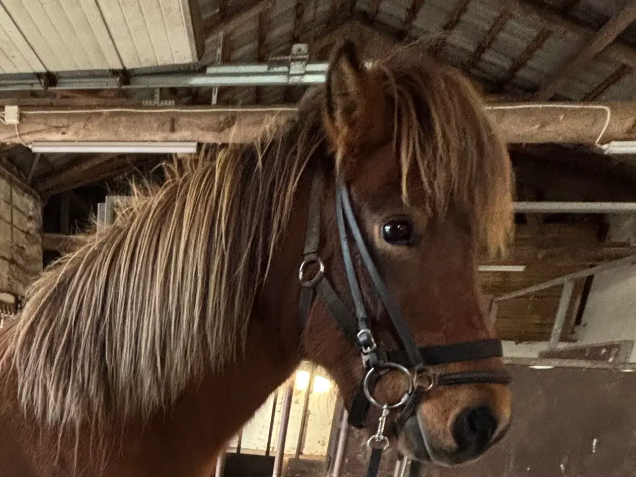 Billede 5 - Spot pris