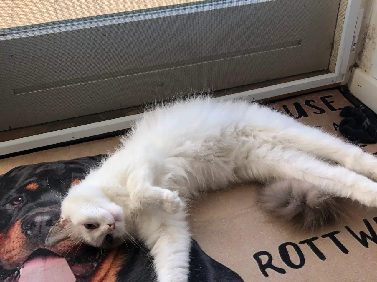 Billede 2 - Ragdoll pige søger det bedste hjem