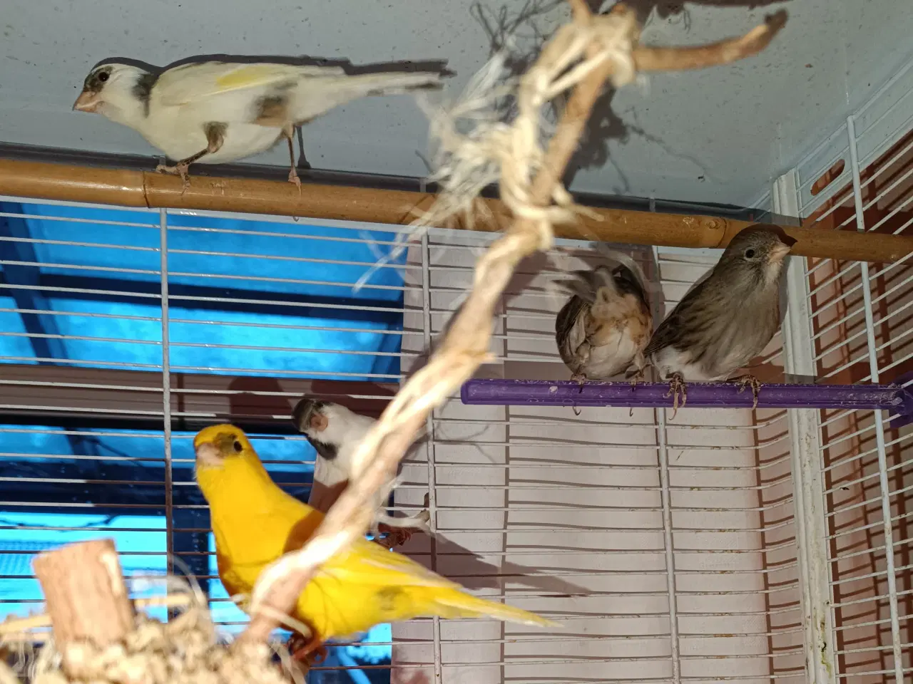 Billede 5 - Kanariefugle. Hanner og hunner 1-2-3 år