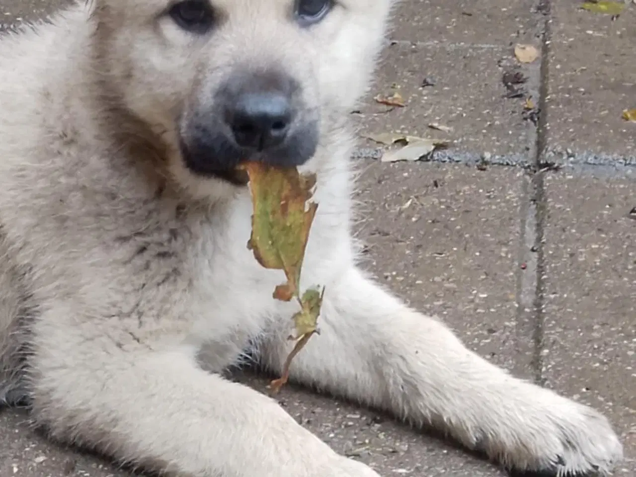Billede 4 - Husky blandninger
