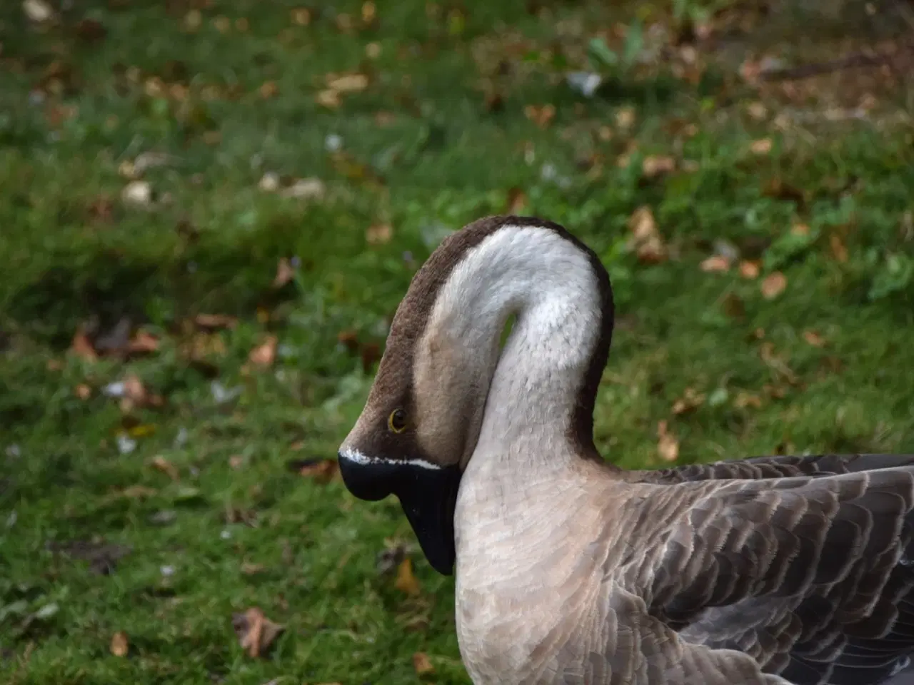 Billede 5 - Svanegæssene fra AnimalCall