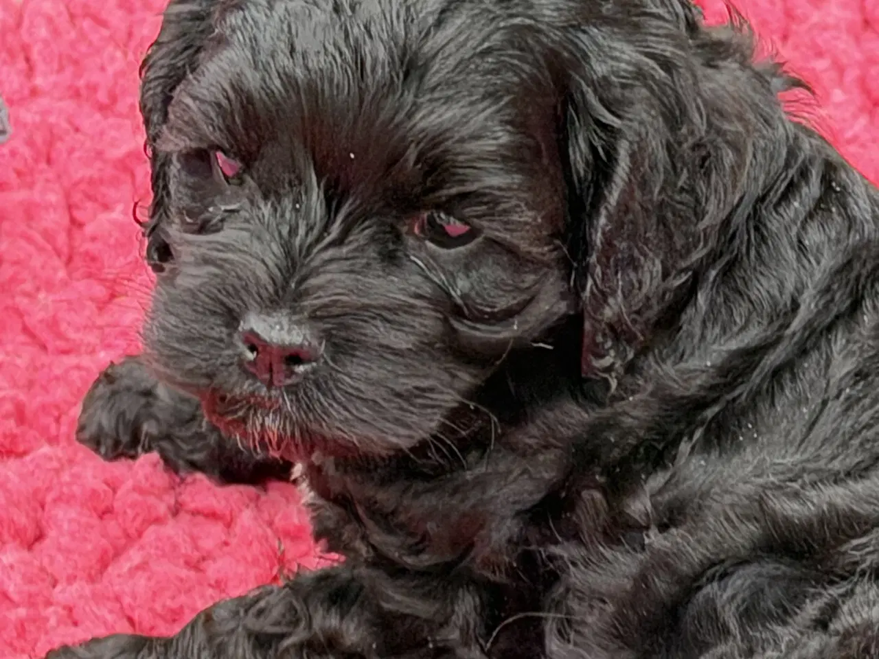 Billede 9 - 2 smukke Cockapoo 