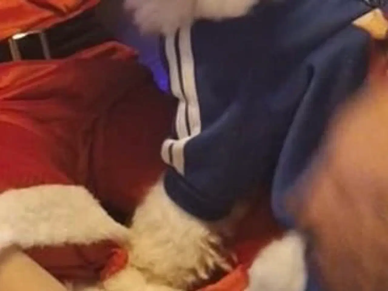 Billede 3 - 🐶 Bichon Malteser – han – 10 måneder 🐶