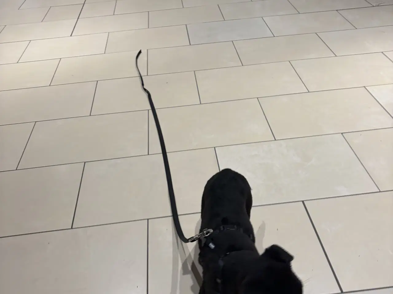 Billede 6 - Rottweiler / schæfer blanding