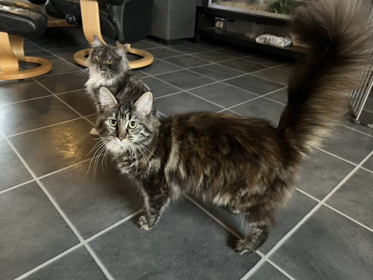 Billede 2 - Maine coon. Læs hele annoncen 