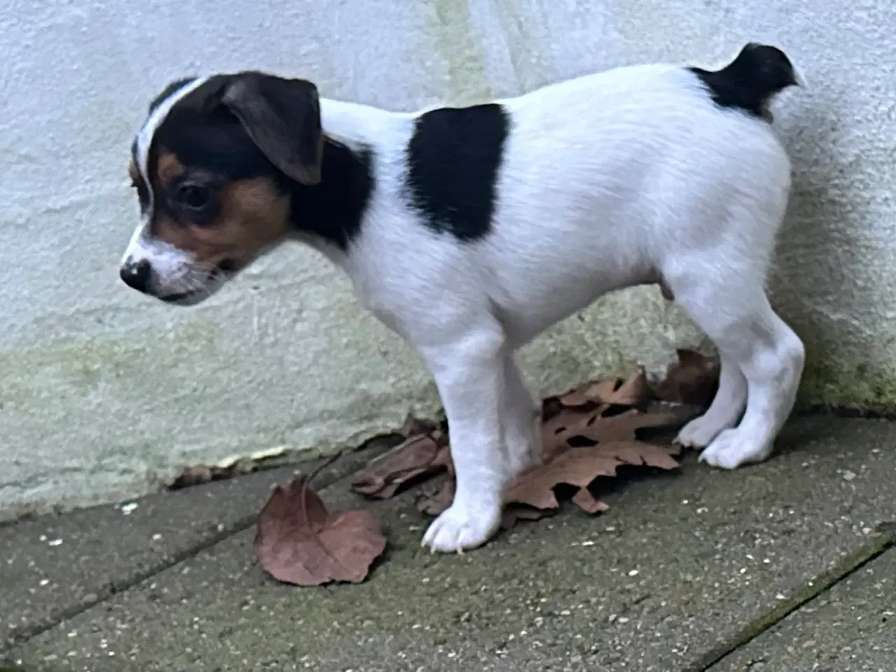Billede 4 - Foxterrier/dansk-svensk blandingshvalp