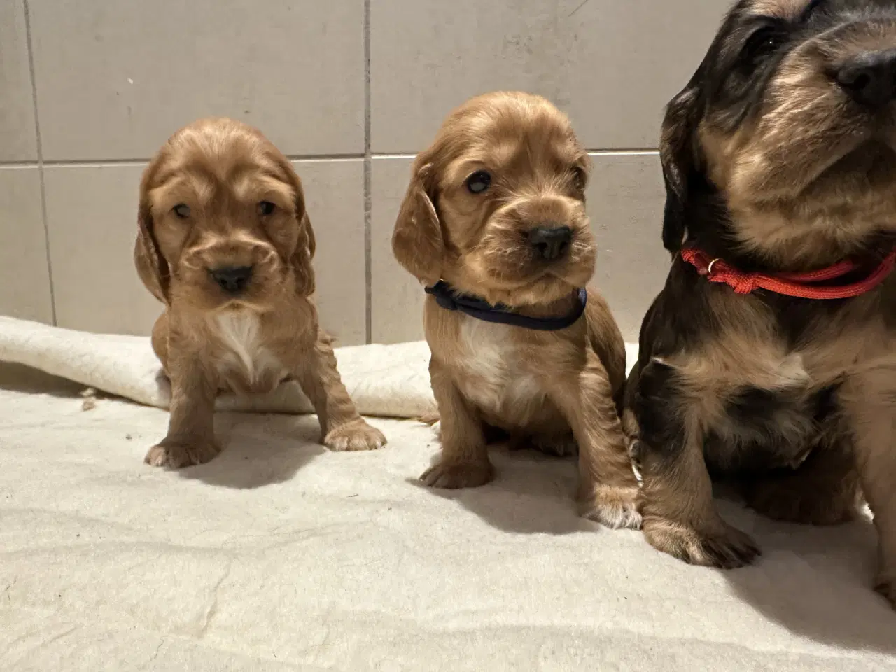 Billede 9 - Cocker spaniel 