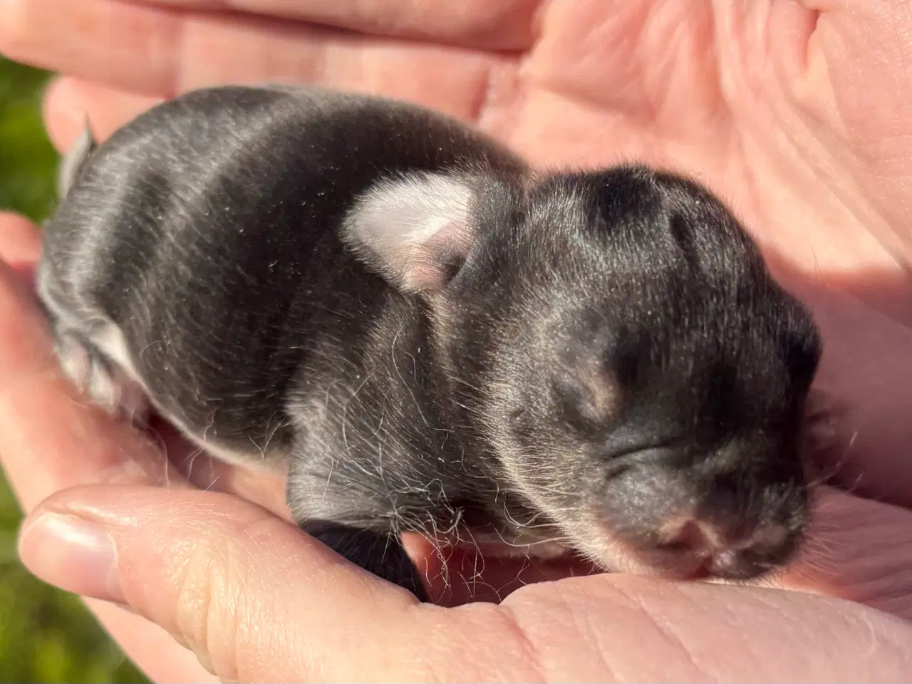 Billede 3 - FRANSK VÆDDER HUN SORT OTTER