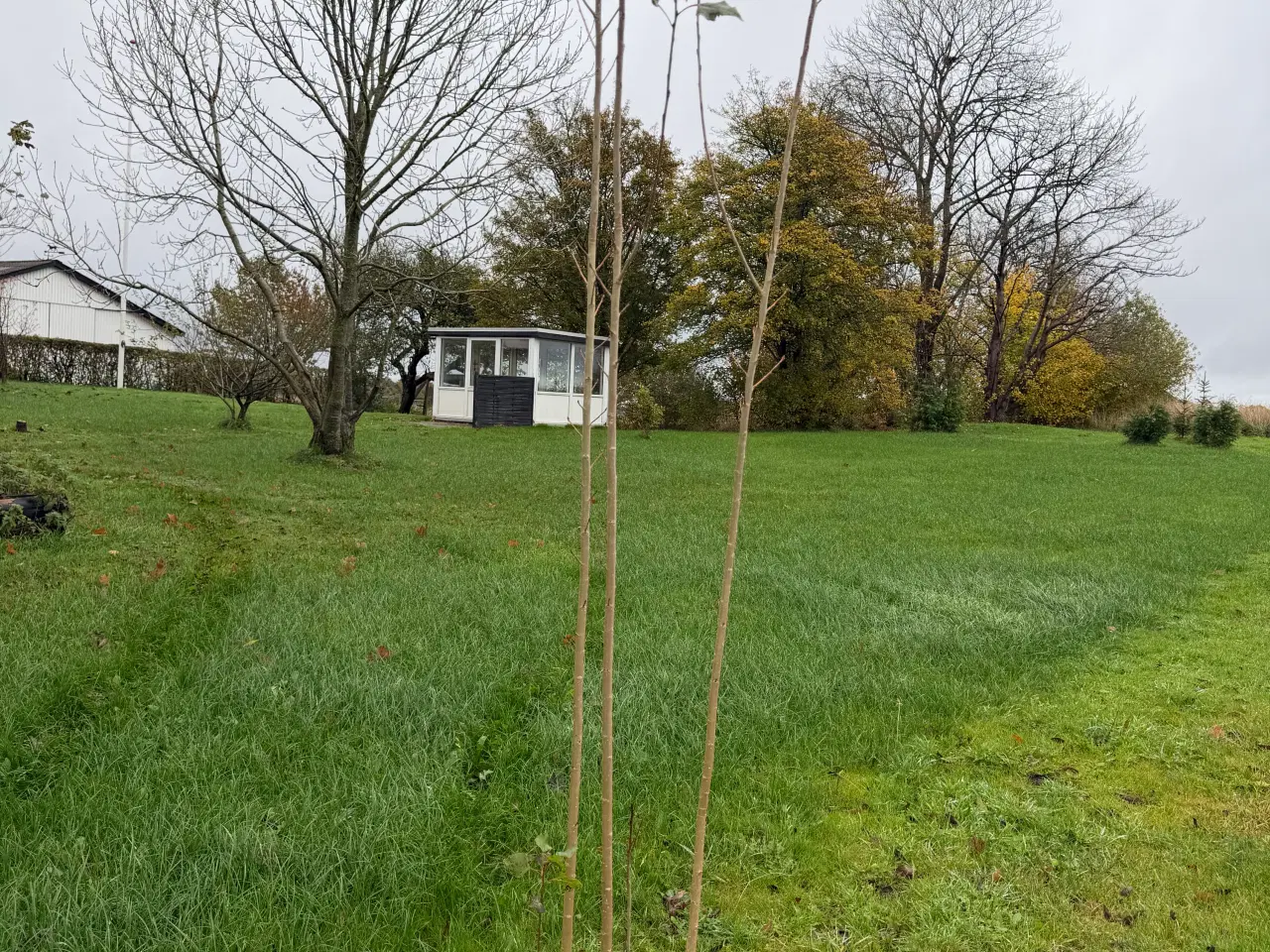 Billede 2 - Poppeltræ