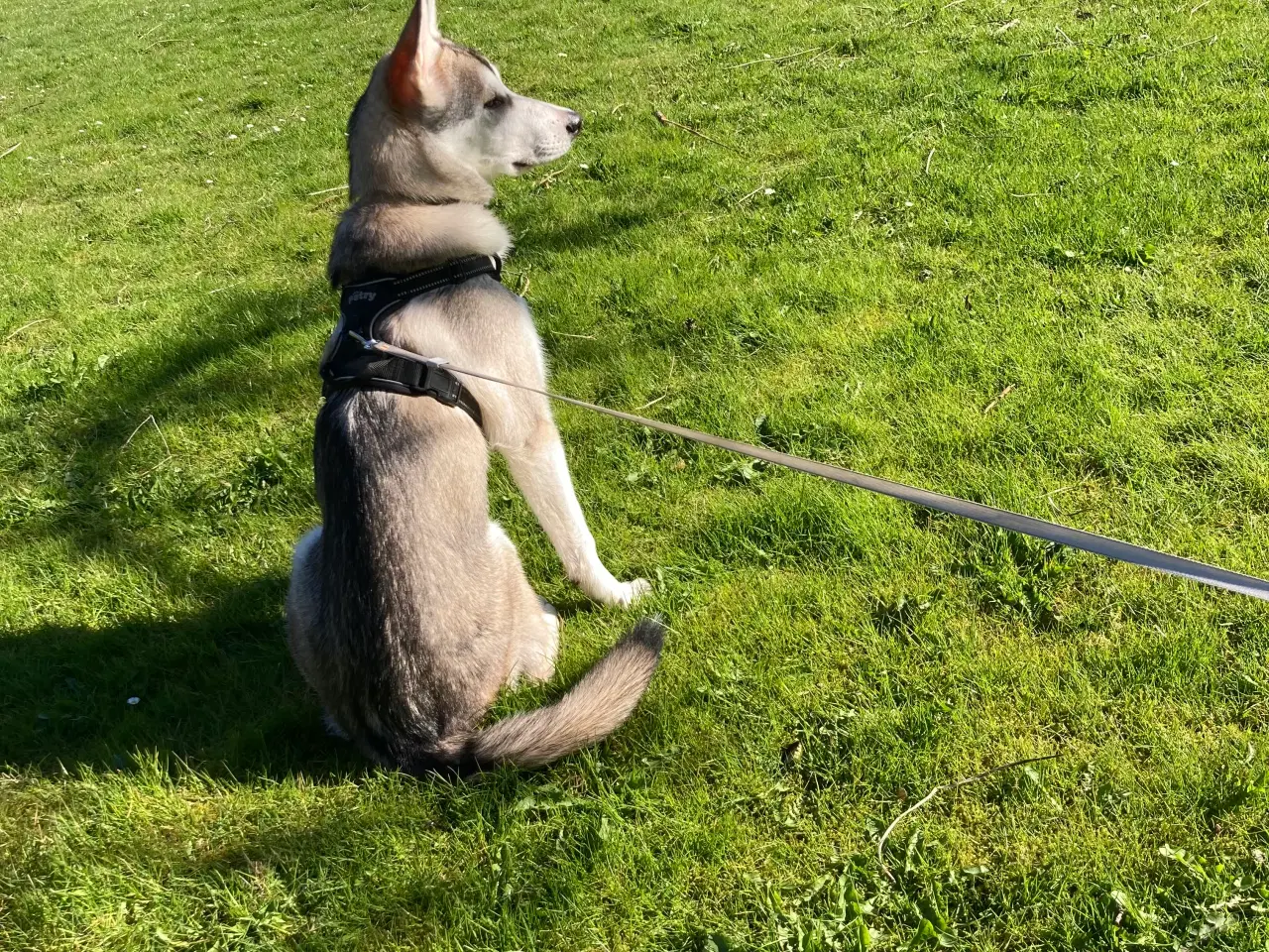 Billede 4 - Nova (Schæfer/Husky)
