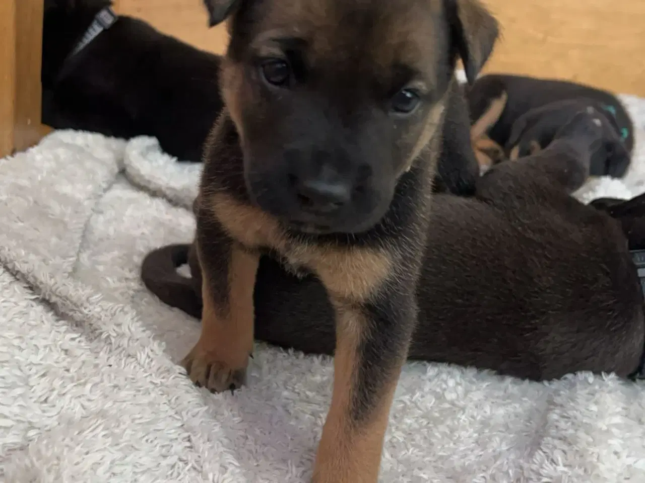 Billede 3 - Blandings hvalpe