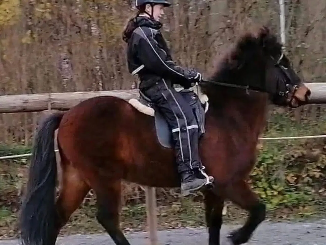 Billede 13 - Super sød islænder valak sælges