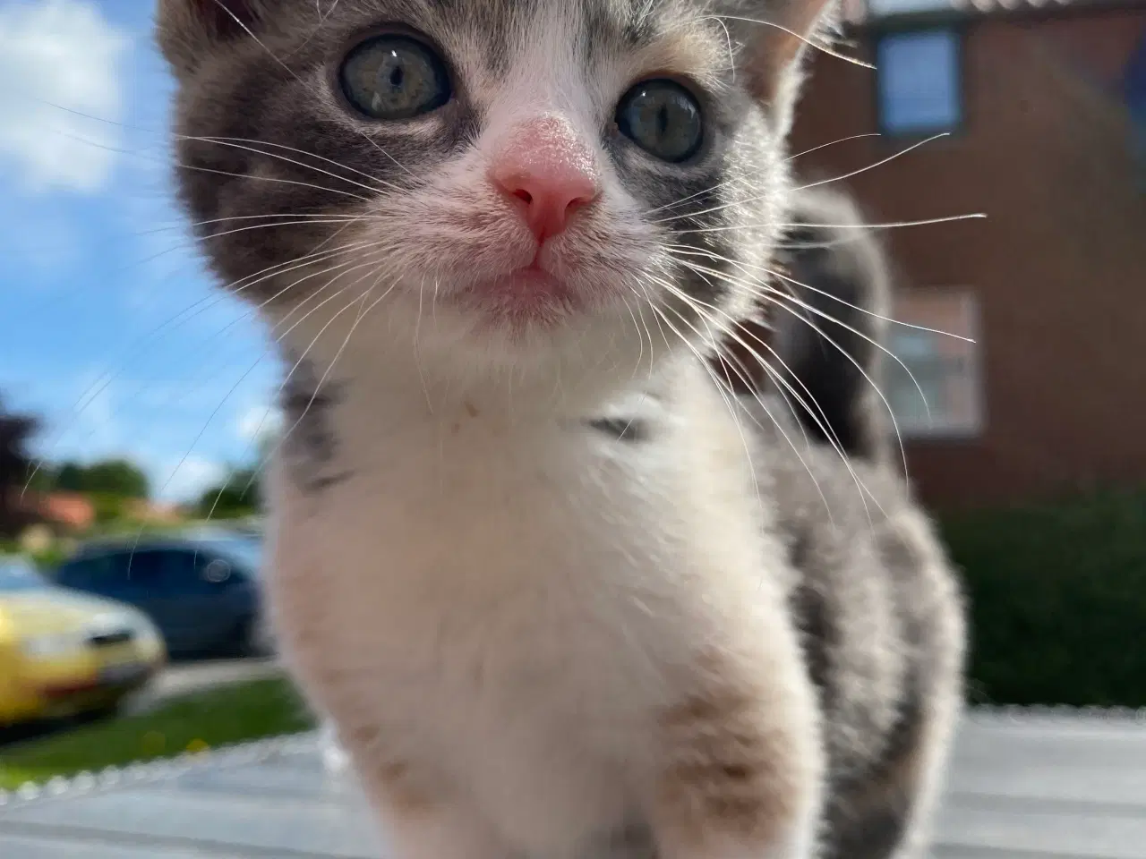 Billede 5 - katte killinger