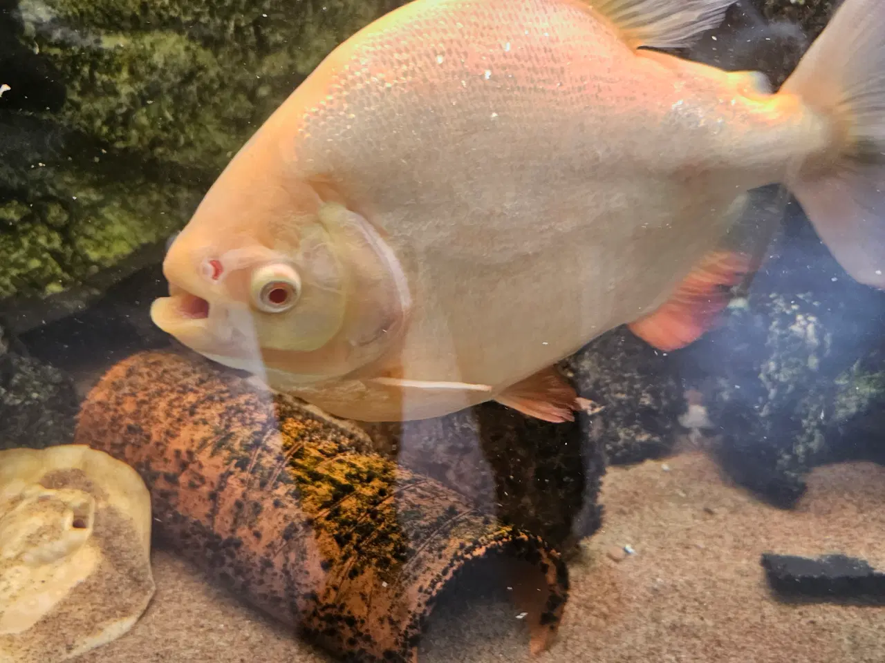 Billede 2 - Albino pacu 25-30 cm