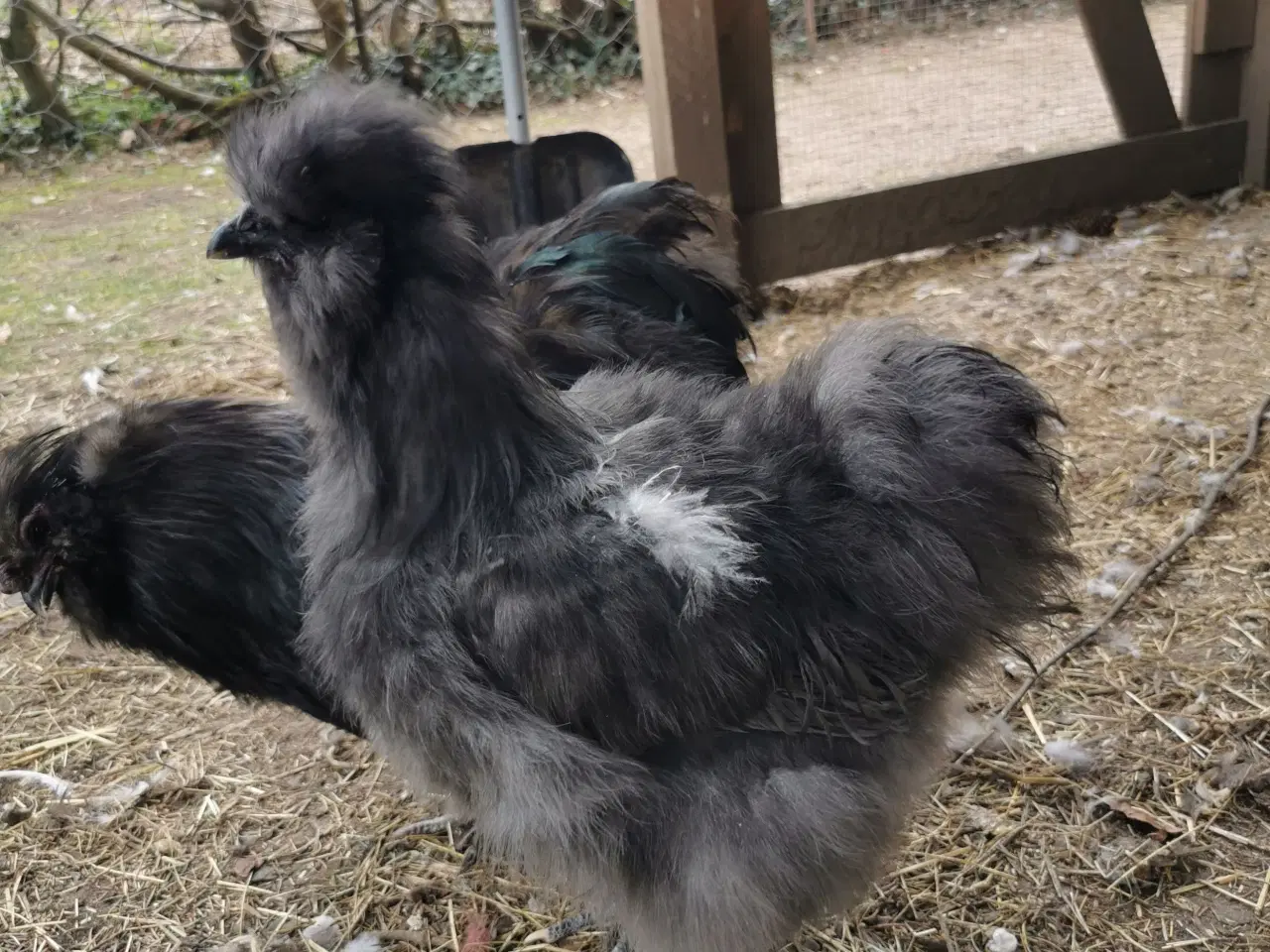 Billede 5 - Kyllinger silkehøns / rugeæg 