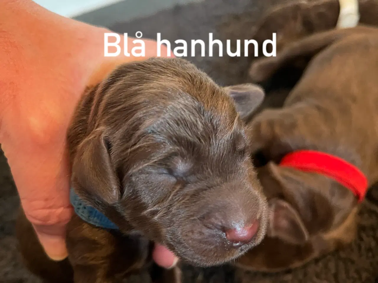 Billede 11 - Labradoodle