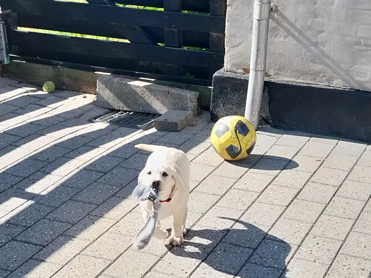 Billede 2 - Gul labrador tæve.