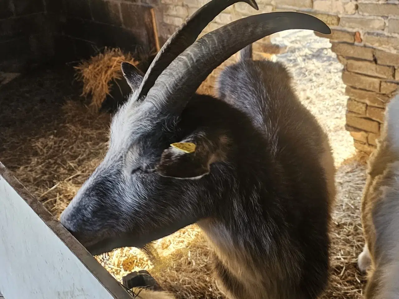 Billede 2 - Ged med kid 