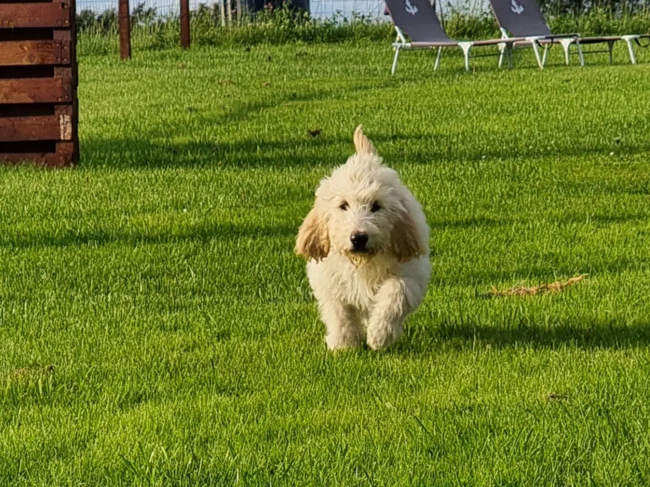 Billede 8 - skønheder Golden doodle hvalpe