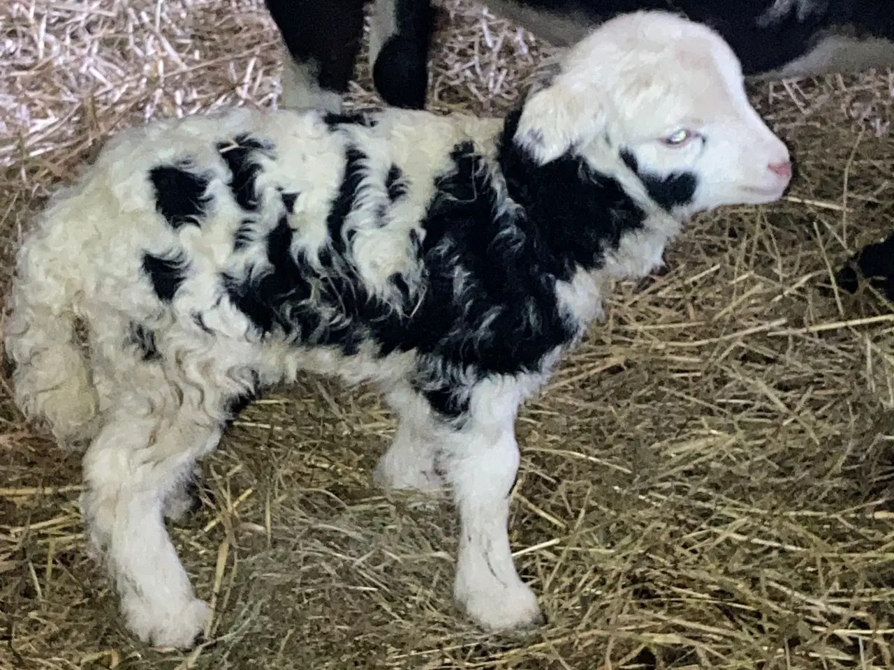 Billede 3 - Jacobs får gimmer lam