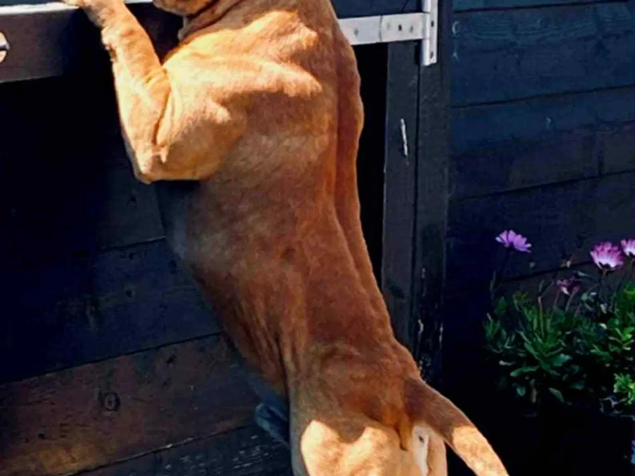 Billede 14 - 🐾 Staffordshire Bull Terrier hvalpe m. stamtavle
