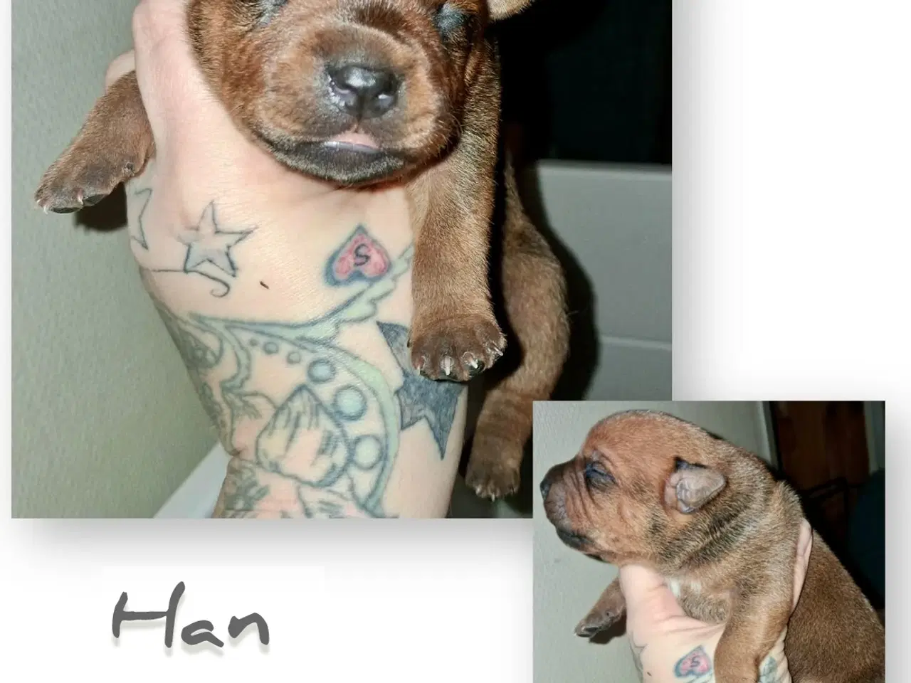 Billede 4 - Staffordshire Bull Terrier DKK