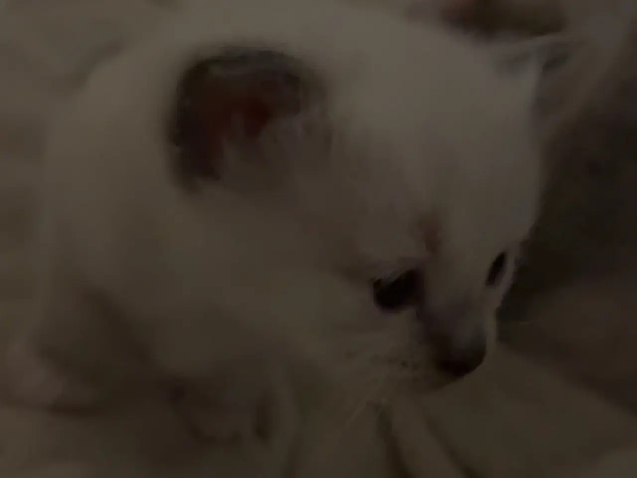 Billede 3 - Siameser/hellig Birma