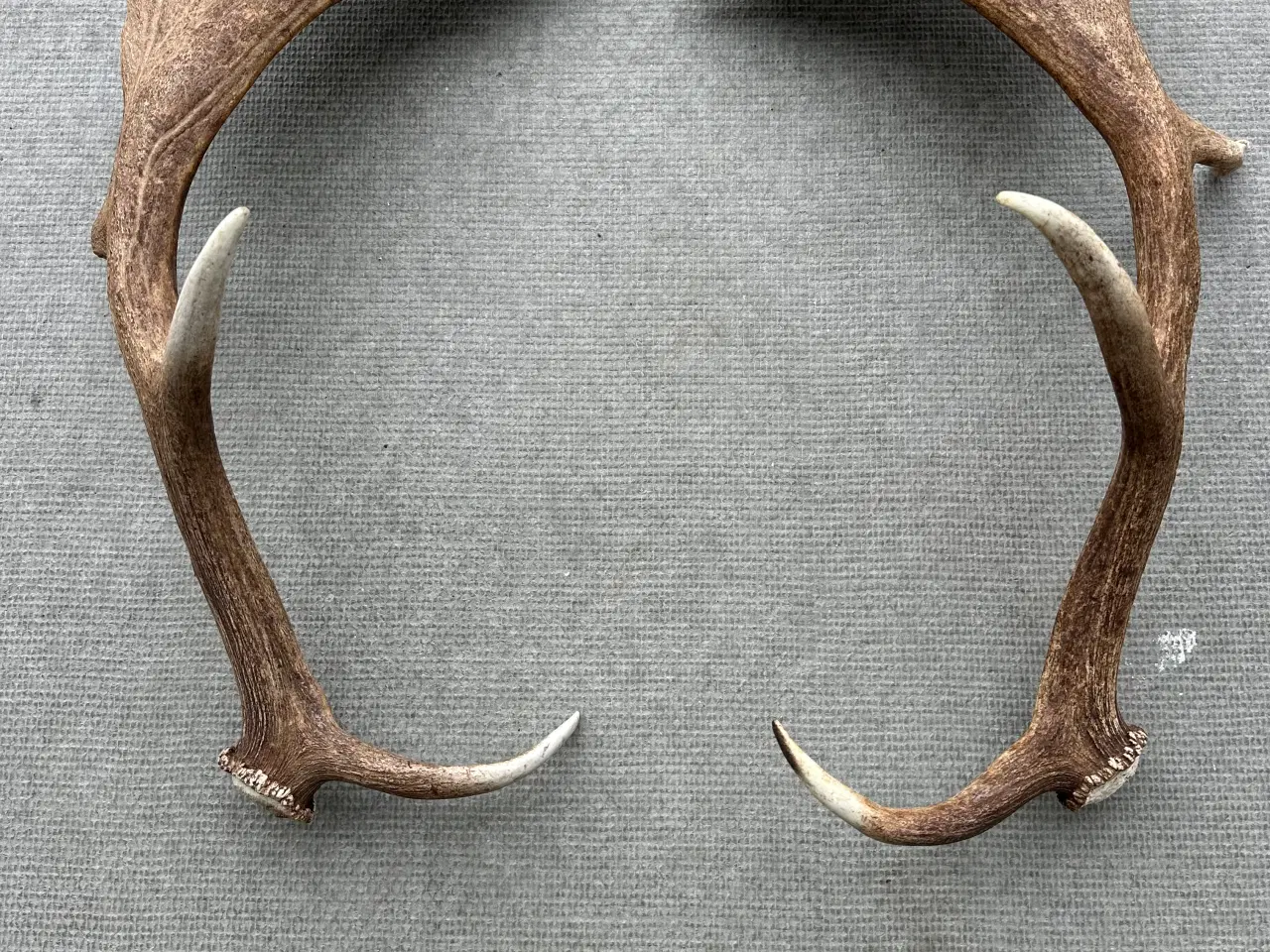 Billede 4 - Store flotte kastestænger fra dåhjorte sælges