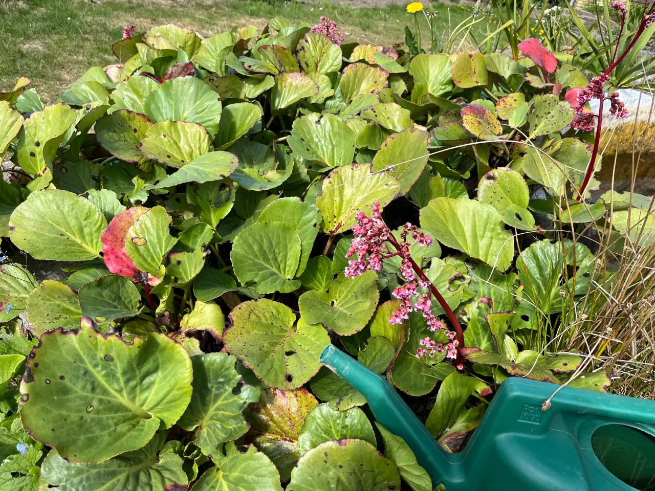 Billede 2 - Stenbræk planter