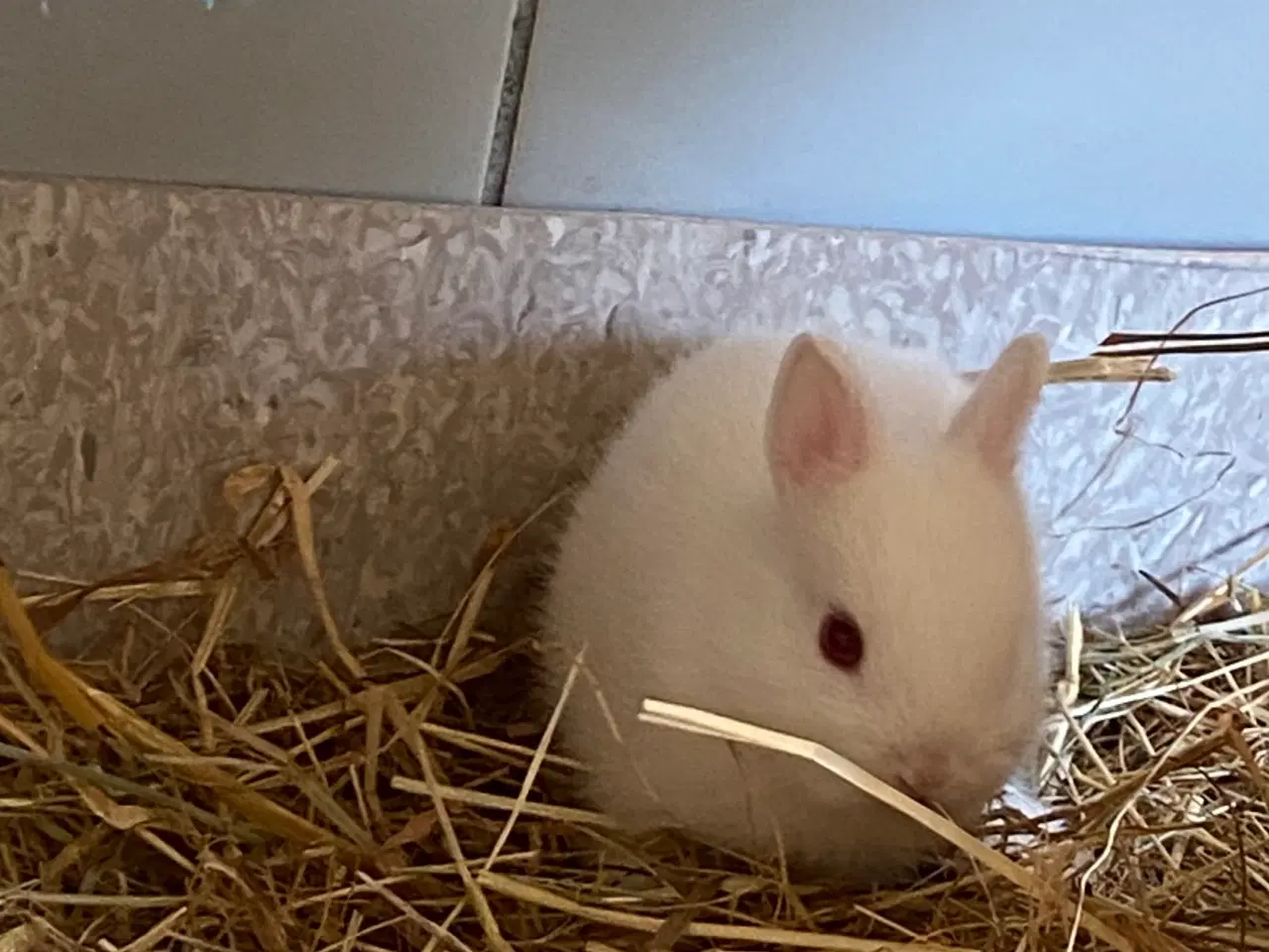 Billede 1 - Hermelin kanin unger