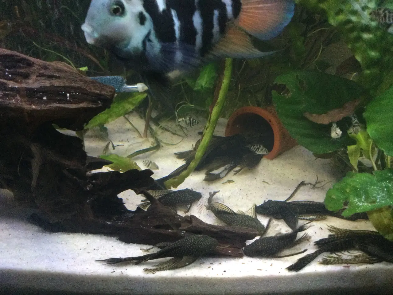 Billede 2 - Blue polar schilide