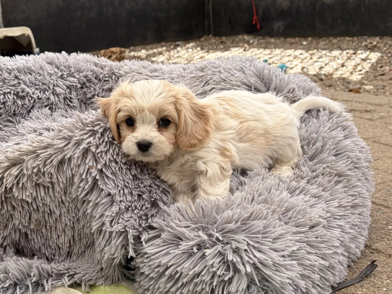 Billede 5 - De små dejligste Cavachon babyer nu!