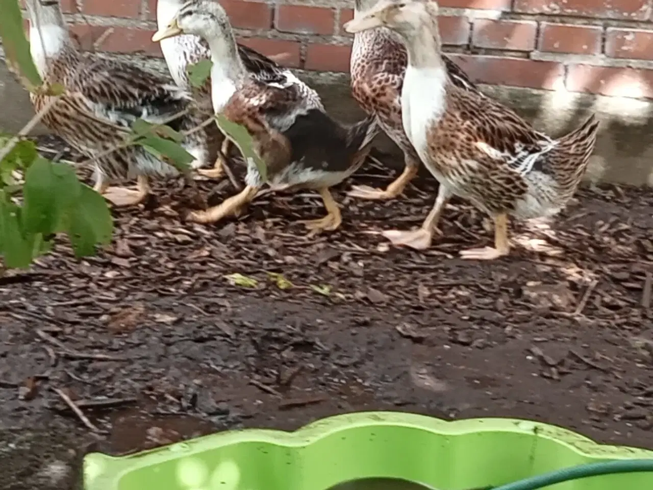 Billede 3 - Ællinger