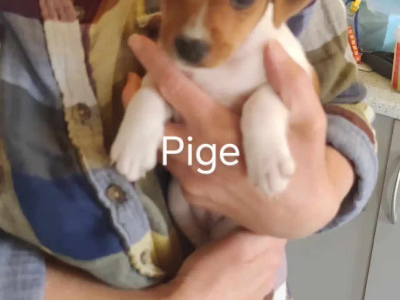 Billede 9 - Dansk svensk gårdhunde hvalpe