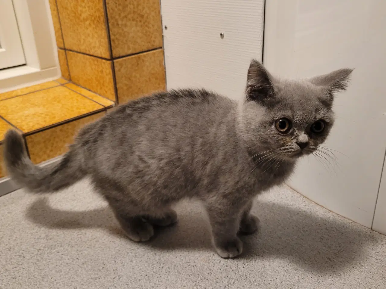 Billede 2 - British Shorthair blå