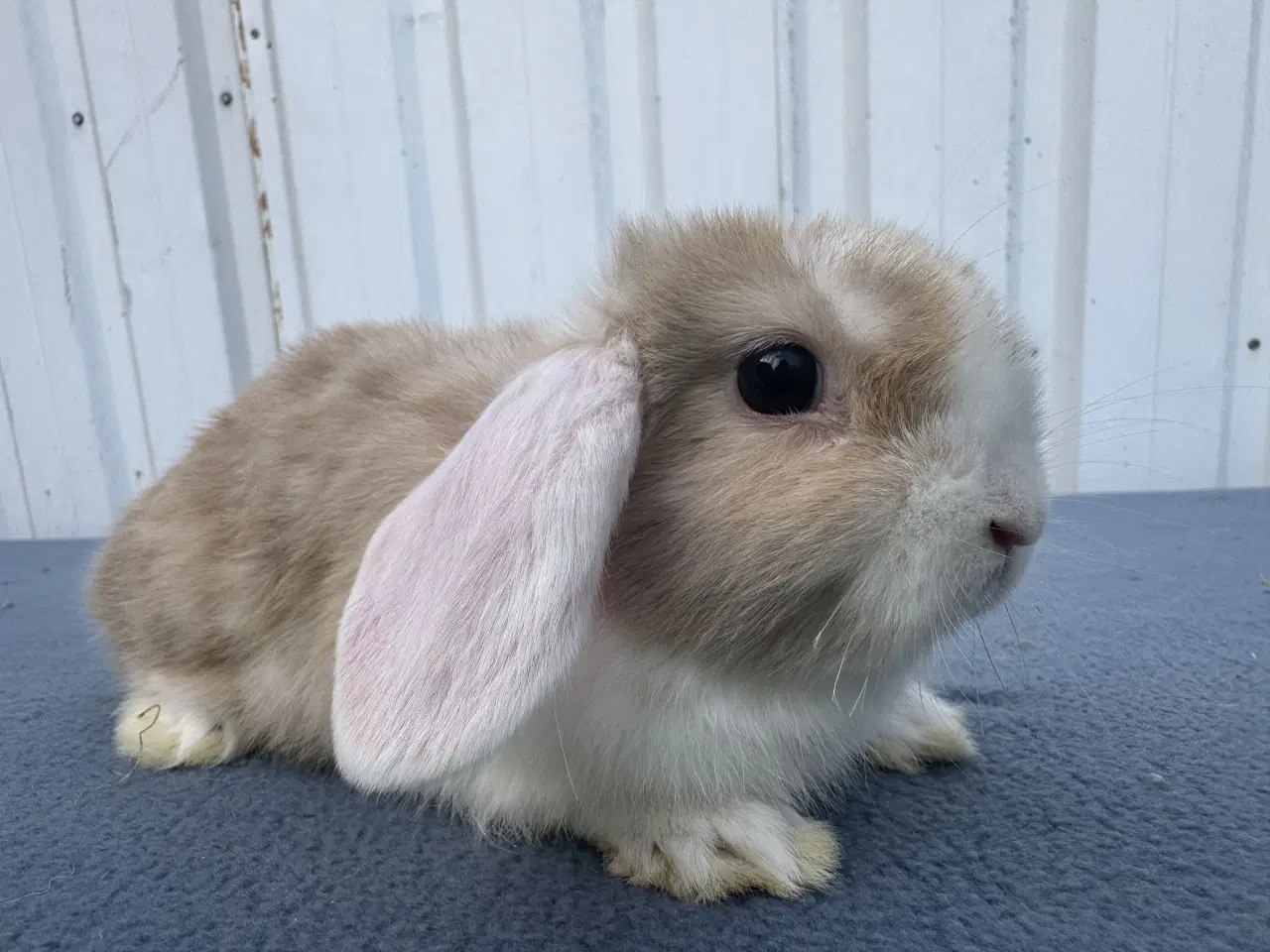 Billede 2 - Dværgvædder/Mini lop hunkanin