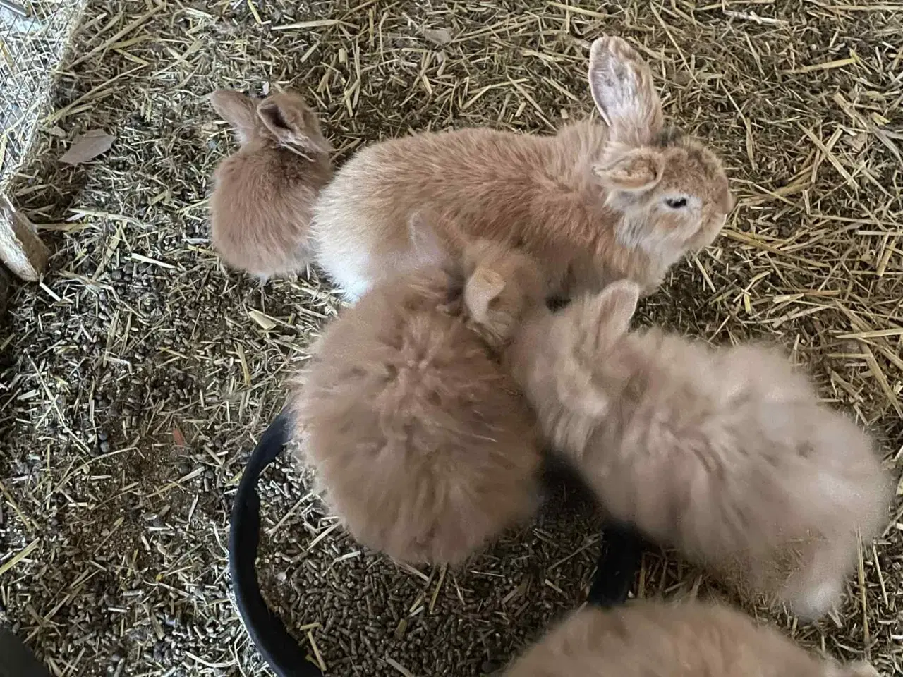 Billede 10 - Kanin unger sælges