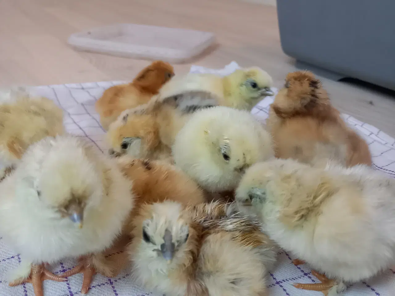 Billede 4 - Kyllinger fra dværg silkehøns