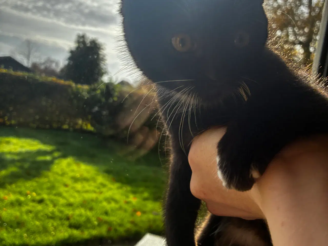 Billede 1 - Han-killing 14 uger