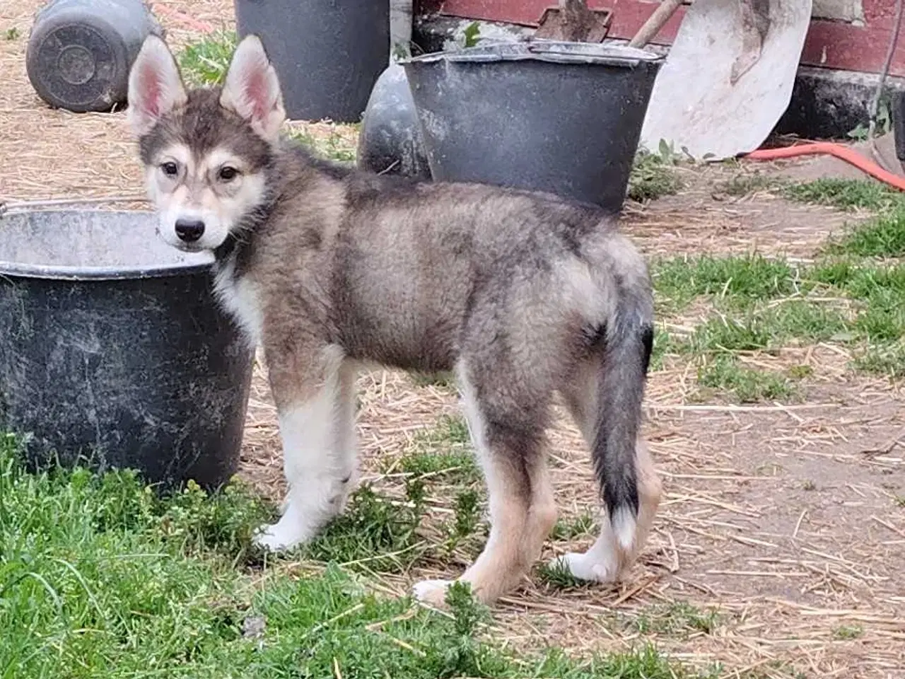 Billede 6 - Tamaskan/Tinberdog/Inuitdoh