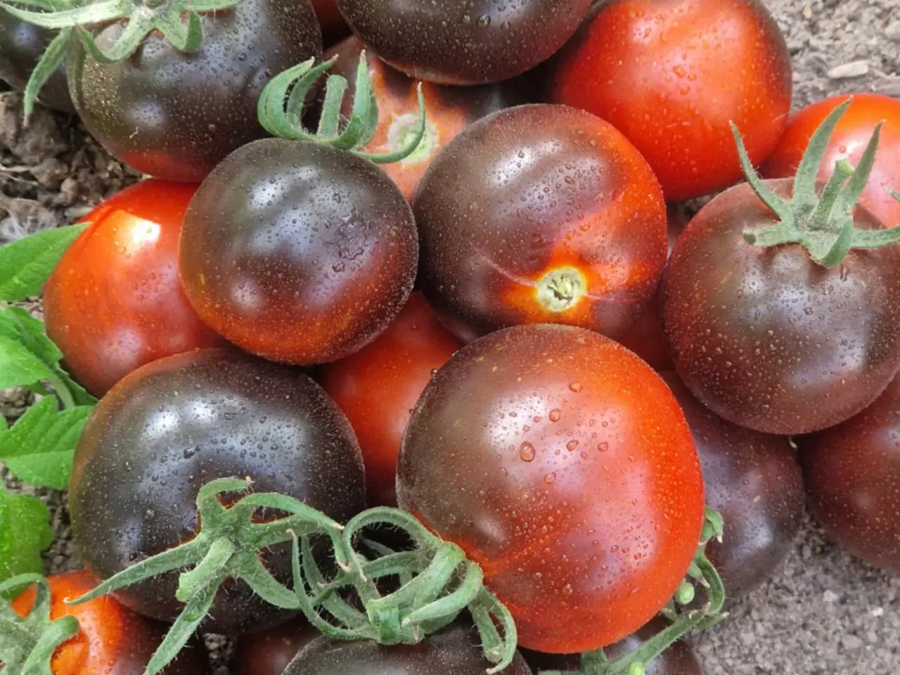 Billede 13 - 300 tomatsorter - FRØ