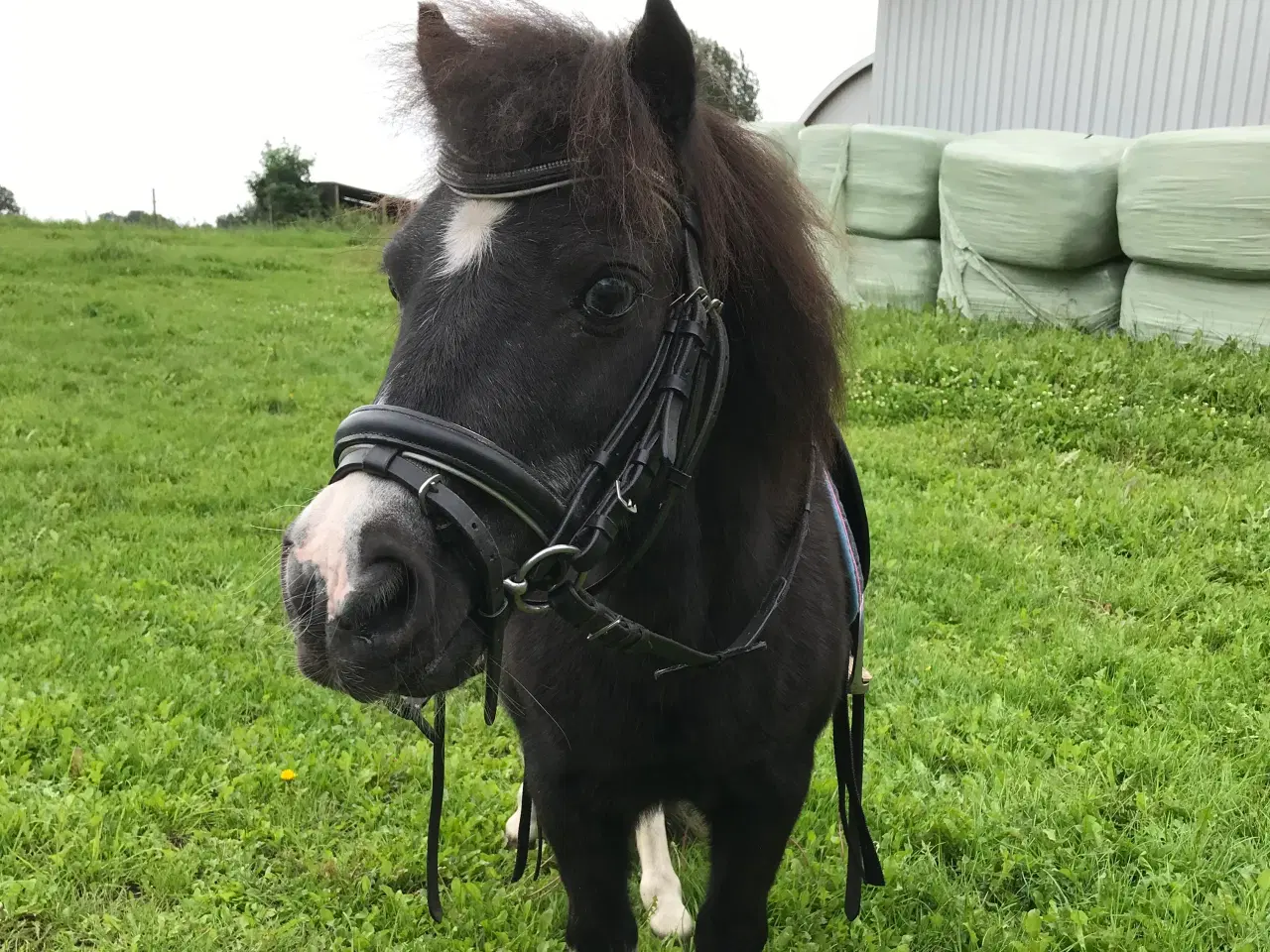 Billede 6 - Sød Pony vallak