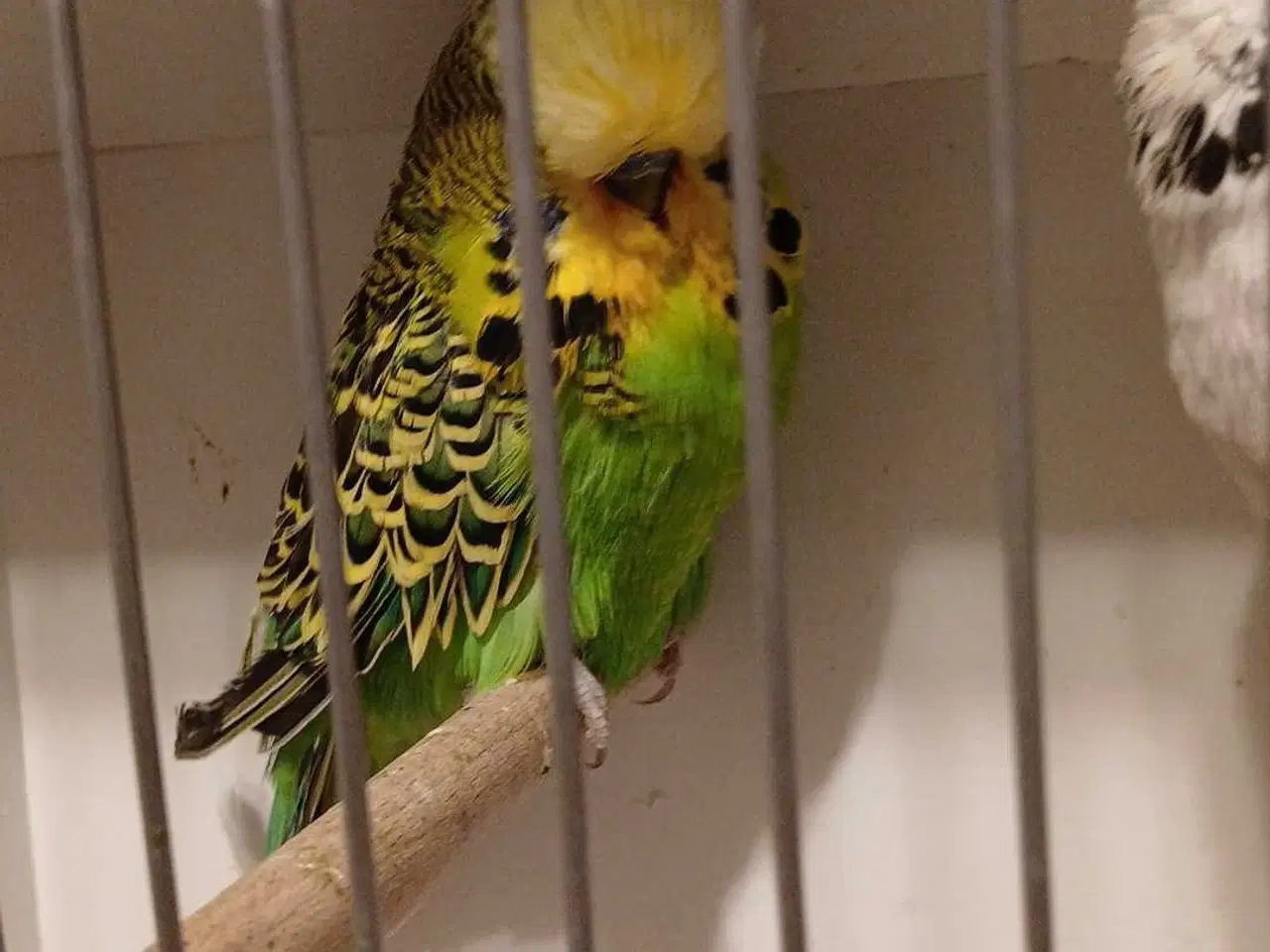 Billede 10 - Engelske undulater 