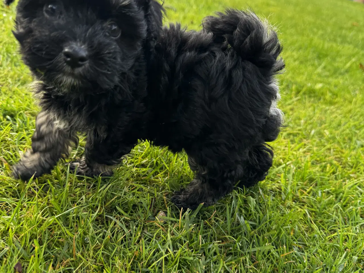 Billede 13 - Maltipoo Puddel Maltese