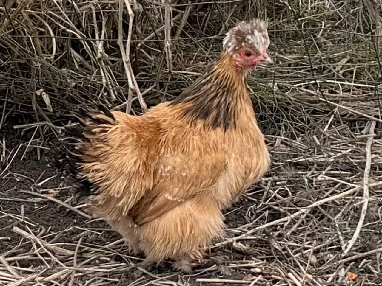 Billede 3 - Dværg silker